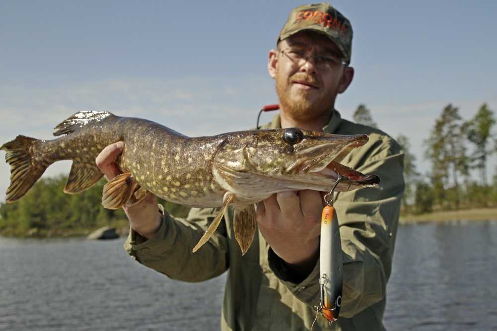 Szczupacza alternatywa